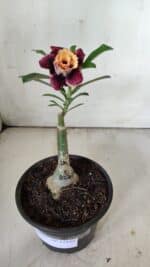 ENXERTO 11842 – 20cm (cor LM 827) - Imagem 2