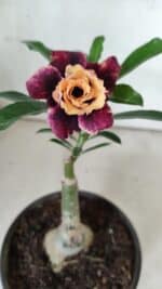 ENXERTO 11842 – 20cm (cor LM 827)