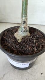 ENXERTO 11842 – 20cm (cor LM 827) - Imagem 5