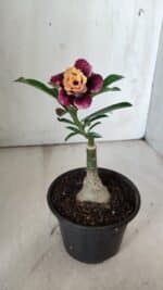 ENXERTO 11842 – 20cm (cor LM 827) - Imagem 4