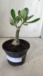 ENXERTO 11843 – 20cm (cor LM 425) - Imagem 2