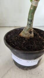 ENXERTO 11843 – 20cm (cor LM 425) - Imagem 4