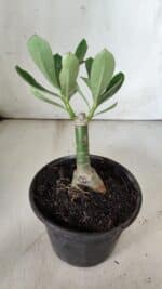 ENXERTO 11843 – 20cm (cor LM 425) - Imagem 3