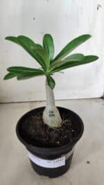 ENXERTO 11844 – 20cm (cor LM 629) - Imagem 2