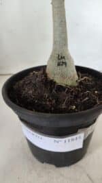 ENXERTO 11844 – 20cm (cor LM 629) - Imagem 5