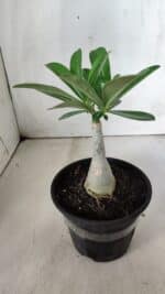 ENXERTO 11844 – 20cm (cor LM 629) - Imagem 3