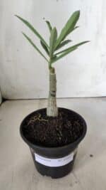 ENXERTO 11845 – 20cm (cor LM 720) - Imagem 2