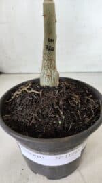 ENXERTO 11845 – 20cm (cor LM 720) - Imagem 4