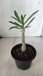 ENXERTO 11845 – 20cm (cor LM 720) - Imagem 3