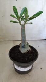 ENXERTO 11847 – 20cm (cor LM 1006) - Imagem 2