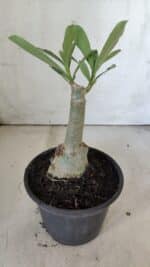 ENXERTO 11847 – 20cm (cor LM 1006) - Imagem 3