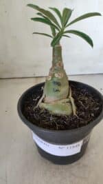 ENXERTO 11848 – 20cm (cor LM 978) - Imagem 2