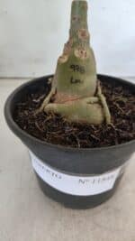 ENXERTO 11848 – 20cm (cor LM 978) - Imagem 4