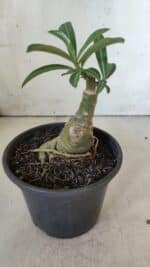 ENXERTO 11848 – 20cm (cor LM 978) - Imagem 3