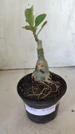 ENXERTO 11849 – 20cm (cor LM 1003) - Imagem 2