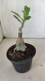 ENXERTO 11849 – 20cm (cor LM 1003) - Imagem 3