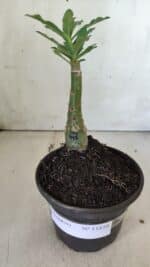 ENXERTO 11850 – 20cm (cor LM 997) - Imagem 2