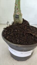 ENXERTO 11850 – 20cm (cor LM 997) - Imagem 4