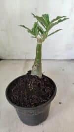 ENXERTO 11850 – 20cm (cor LM 997) - Imagem 3