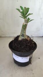 ENXERTO 11851 – 20cm (cor LM 1004) - Imagem 2