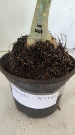 ENXERTO 11851 – 20cm (cor LM 1004) - Imagem 4