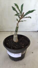 ENXERTO 11852 – 20cm (cor LM 664) - Imagem 2