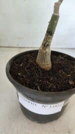 ENXERTO 11852 – 20cm (cor LM 664) - Imagem 4