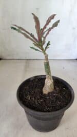 ENXERTO 11852 – 20cm (cor LM 664) - Imagem 3