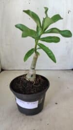 ENXERTO 11853 – 20cm (cor LM 08) - Imagem 2