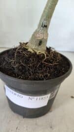 ENXERTO 11853 – 20cm (cor LM 08) - Imagem 4