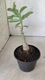 ENXERTO 11853 – 20cm (cor LM 08) - Imagem 3