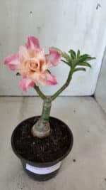 ENXERTO 11854 – 25cm (cor LM 728) - Imagem 2