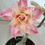 ENXERTO 11854 – 25cm (cor LM 728)