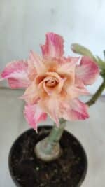 ENXERTO 11854 – 25cm (cor LM 728)