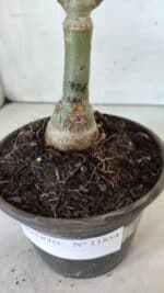 ENXERTO 11854 – 25cm (cor LM 728) - Imagem 6