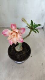 ENXERTO 11854 – 25cm (cor LM 728) - Imagem 4