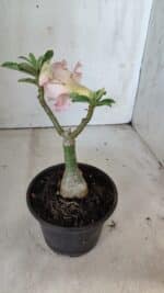 ENXERTO 11854 – 25cm (cor LM 728) - Imagem 5