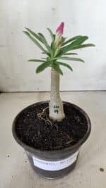 ENXERTO 11856 – 20cm (cor LM 04) - Imagem 2