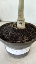 ENXERTO 11856 – 20cm (cor LM 04) - Imagem 5