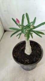 ENXERTO 11856 – 20cm (cor LM 04) - Imagem 4