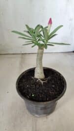 ENXERTO 11856 – 20cm (cor LM 04) - Imagem 3