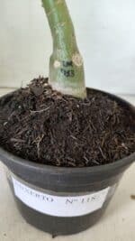 ENXERTO 11857 – 20cm (cor LM 913) - Imagem 4