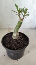 ENXERTO 11857 – 20cm (cor LM 913) - Imagem 3