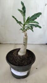 ENXERTO 11858 – 20cm (cor LM 991) - Imagem 2