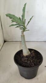 ENXERTO 11858 – 20cm (cor LM 991) - Imagem 3