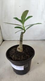 ENXERTO 11859 – 20cm (cor LM 1006) - Imagem 2