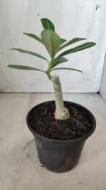 ENXERTO 11859 – 20cm (cor LM 1006) - Imagem 3