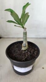 ENXERTO 11860 – 20cm (cor LM 615) - Imagem 2