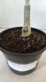 ENXERTO 11860 – 20cm (cor LM 615) - Imagem 4