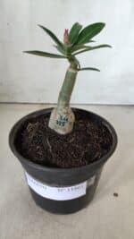 ENXERTO 11861 – 20cm (cor LM 725) - Imagem 2